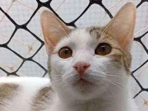 Gato raça Srd idade 7 a 11 meses nome THÉO