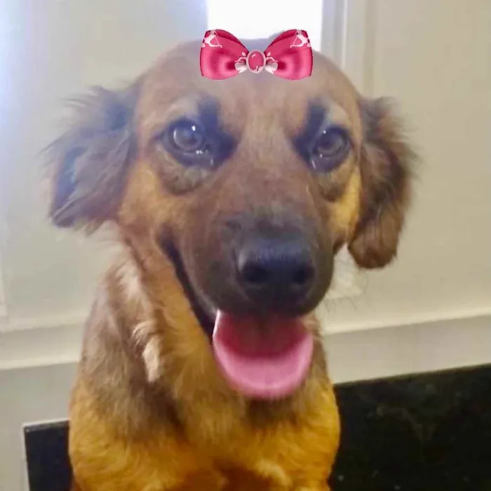 Cachorro ra a Mestiça  idade 1 ano nome Vida 
