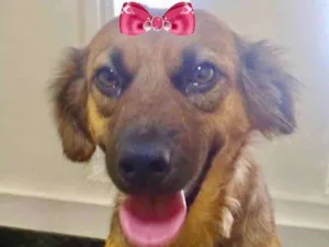 Cachorro raça Mestiça  idade 1 ano nome Vida 