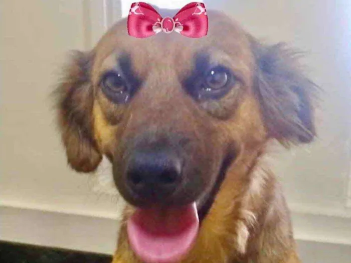 Cachorro ra a Mestiça  idade 1 ano nome Vida 