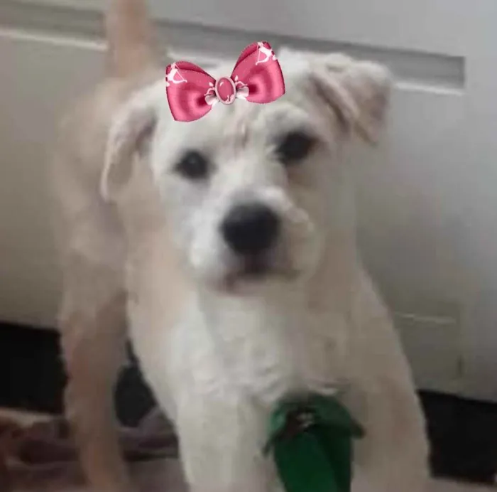 Cachorro ra a Mestiça  idade 2 a 6 meses nome Vitoria 
