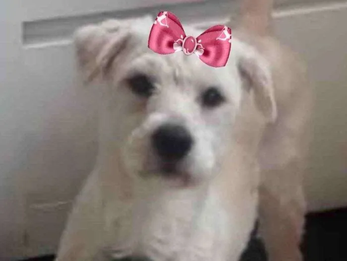 Cachorro ra a Mestiça  idade 2 a 6 meses nome Vitoria 