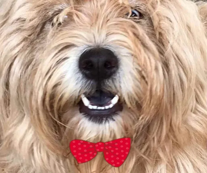 Cachorro ra a Mestiça  idade 2 a 6 meses nome Victoria 