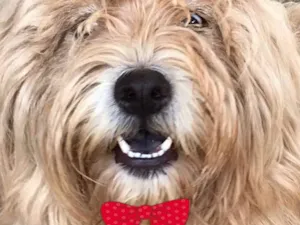 Cachorro raça Mestiça  idade 2 a 6 meses nome Victoria 