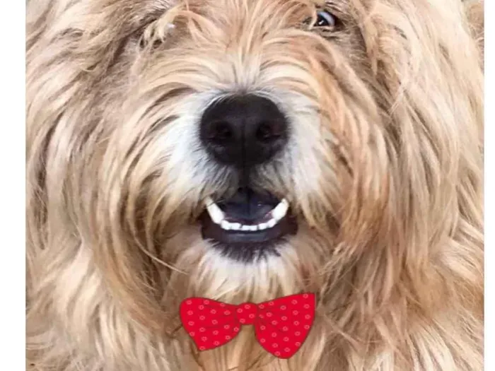 Cachorro ra a Mestiça  idade 2 a 6 meses nome Victoria 