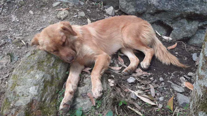 Cachorro ra a Parece pastor alemao idade 1 ano nome Charlie