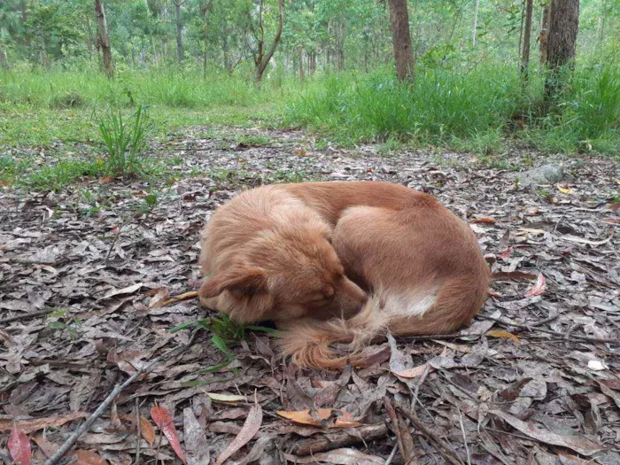 Cachorro ra a Parece pastor alemao idade 1 ano nome Charlie