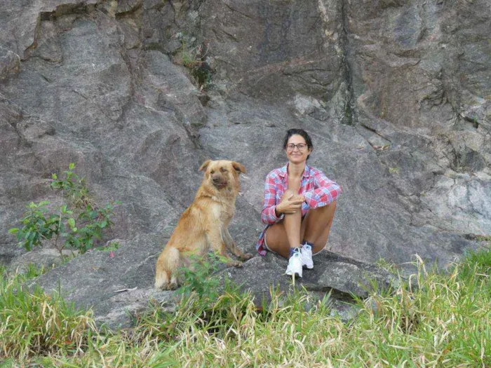 Cachorro ra a Parece pastor alemao idade 1 ano nome Charlie