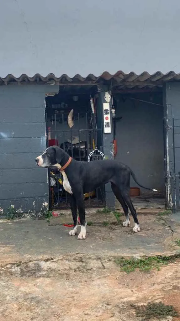 Cachorro ra a Dog alemão  idade 5 anos nome Shitara 