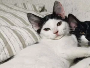 Gato raça Sem Raça Definida idade 2 a 6 meses nome MEL MEIGA CASTRADA