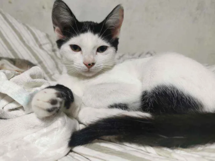 Gato raça Sem Raça Definida idade 2 a 6 meses nome MEL MEIGA CASTRADA