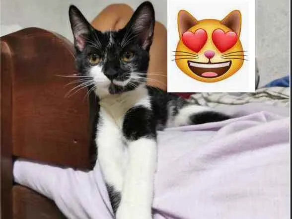 Gato raça Sem Raça Definida idade 2 a 6 meses nome TICO MEIGO CASTRADO