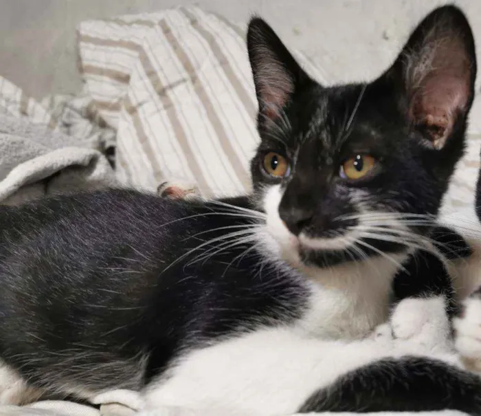 Gato raça Sem Raça Definida idade 2 a 6 meses nome TICO MEIGO CASTRADO