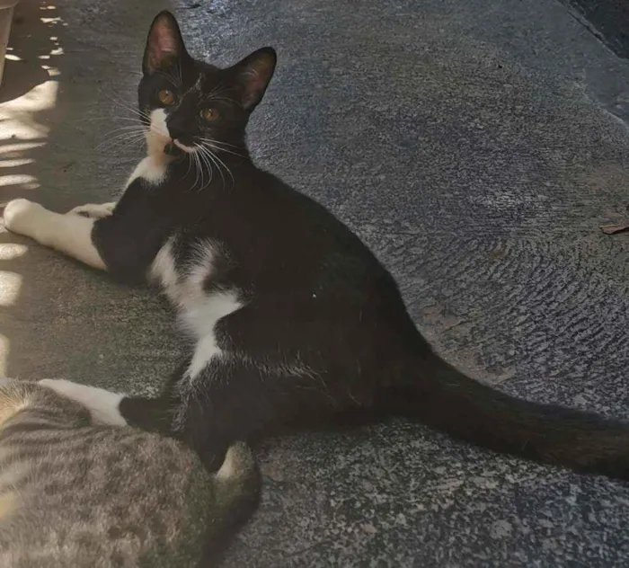 Gato raça Sem Raça Definida idade 2 a 6 meses nome TICO MEIGO CASTRADO