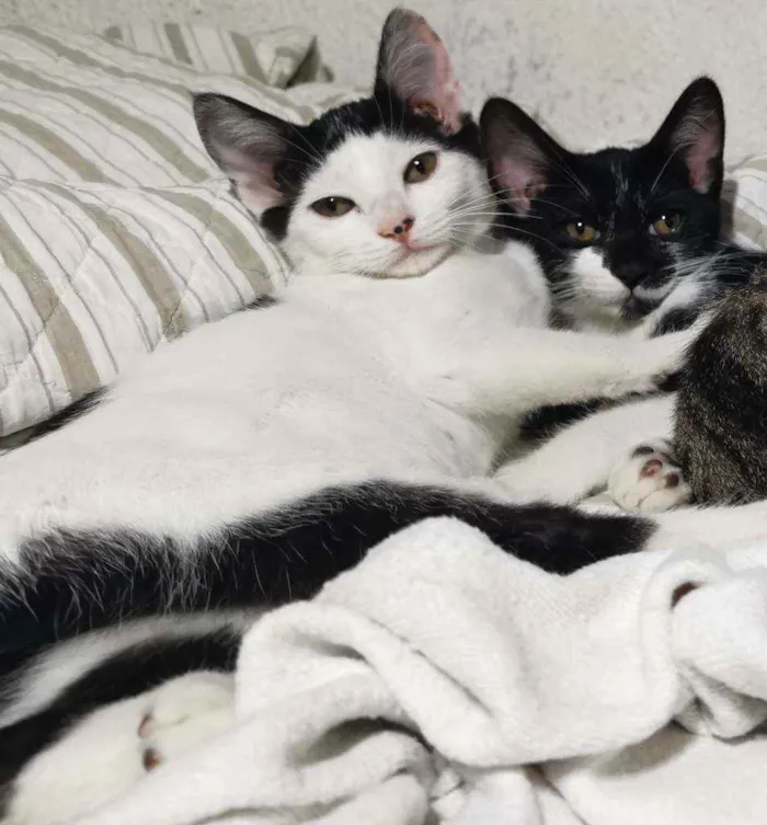 Gato raça Sem Raça Definida idade 2 a 6 meses nome TICO MEIGO CASTRADO