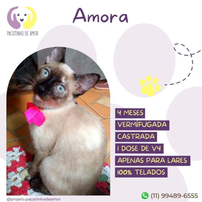 Gato raça Srd idade 2 a 6 meses nome Amora