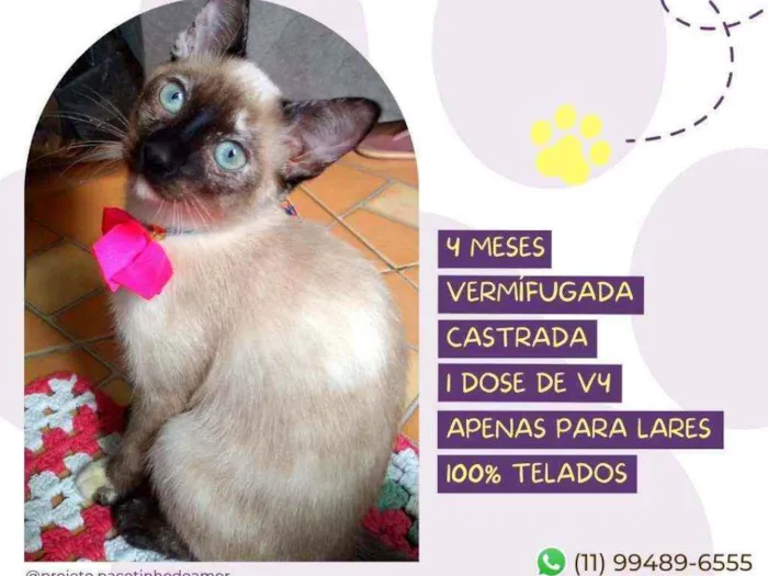 Gato raça Srd idade 2 a 6 meses nome Amora