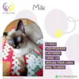 Gato raça Srd idade 2 a 6 meses nome Milk