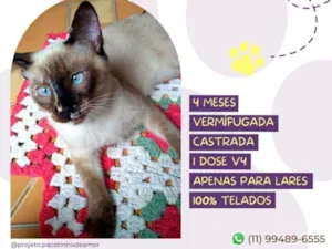 Gato raça Srd idade 2 a 6 meses nome Milk