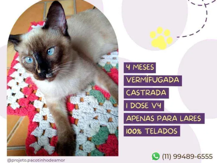 Gato raça Srd idade 2 a 6 meses nome Milk
