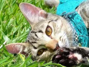 Gato raça Srd idade 2 a 6 meses nome Marisa