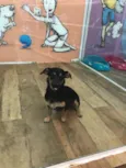 Cachorro raça Srd idade 7 a 11 meses nome Zoe