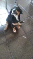 Spyk