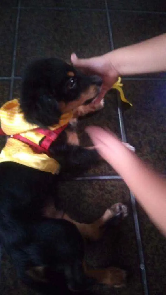 Cachorro ra a Mistura de poodle com salsicha idade 2 a 6 meses nome Spyk