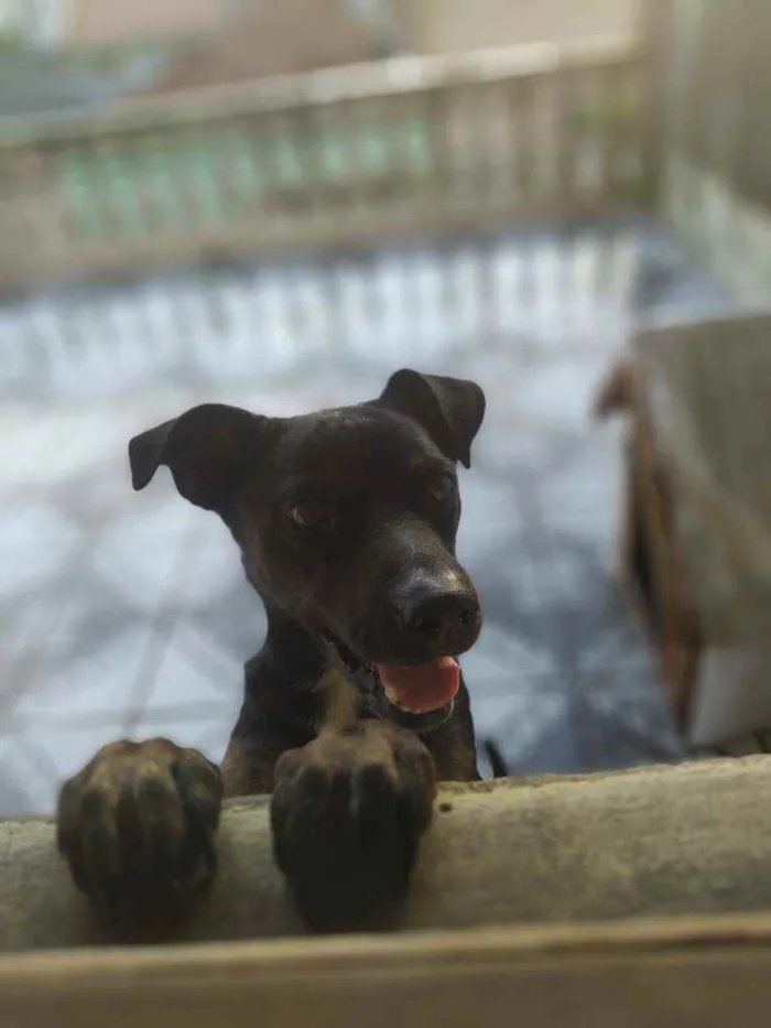 Cachorro ra a Sem Raça Definida idade 3 anos nome Luke