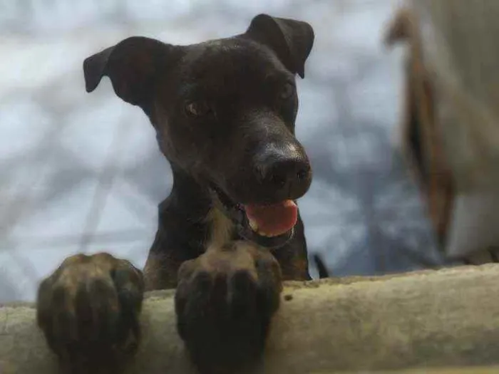 Cachorro ra a Sem Raça Definida idade 3 anos nome Luke