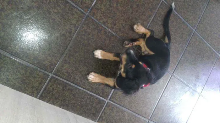 Cachorro ra a Mistura de poodle com salsicha idade 2 a 6 meses nome Spyk