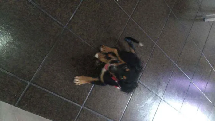 Cachorro ra a Mistura de poodle com salsicha idade 2 a 6 meses nome Spyk