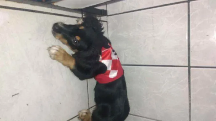 Cachorro ra a Mistura de poodle com salsicha idade 2 a 6 meses nome Spyk