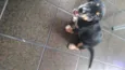 Spyk
