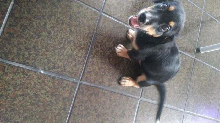 Cachorro ra a Mistura de poodle com salsicha idade 2 a 6 meses nome Spyk