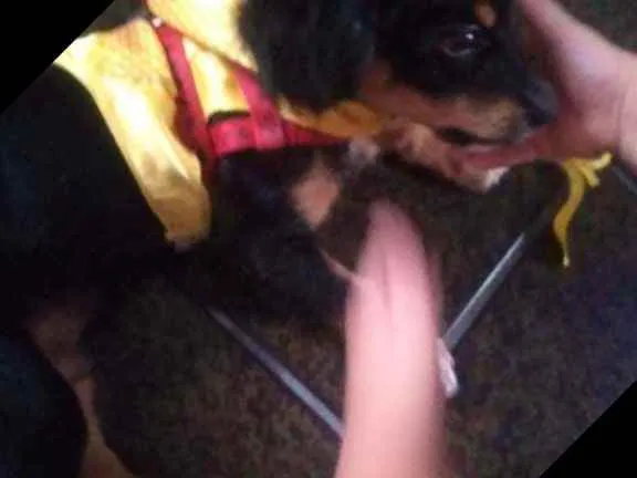 Cachorro ra a Mistura de poodle com salsicha idade 2 a 6 meses nome Spyk