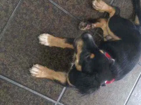 Cachorro ra a Mistura de poodle com salsicha idade 2 a 6 meses nome Spyk