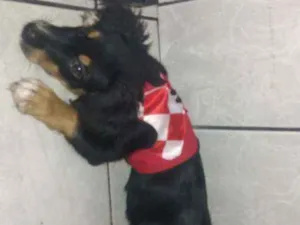 Cachorro raça Mistura de poodle com salsicha idade 2 a 6 meses nome Spyk