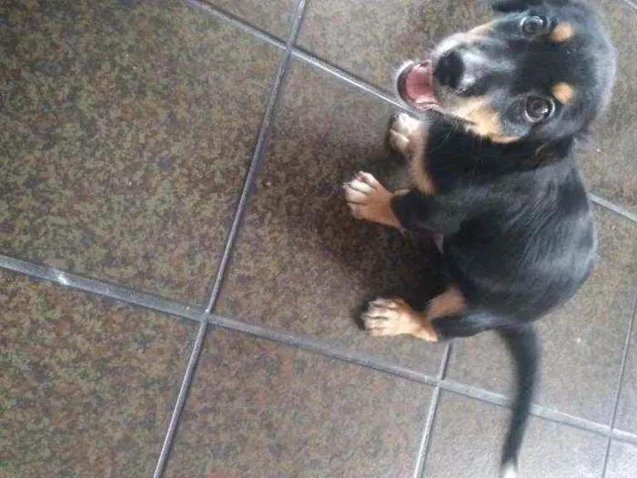 Cachorro ra a Mistura de poodle com salsicha idade 2 a 6 meses nome Spyk