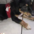 Spyk