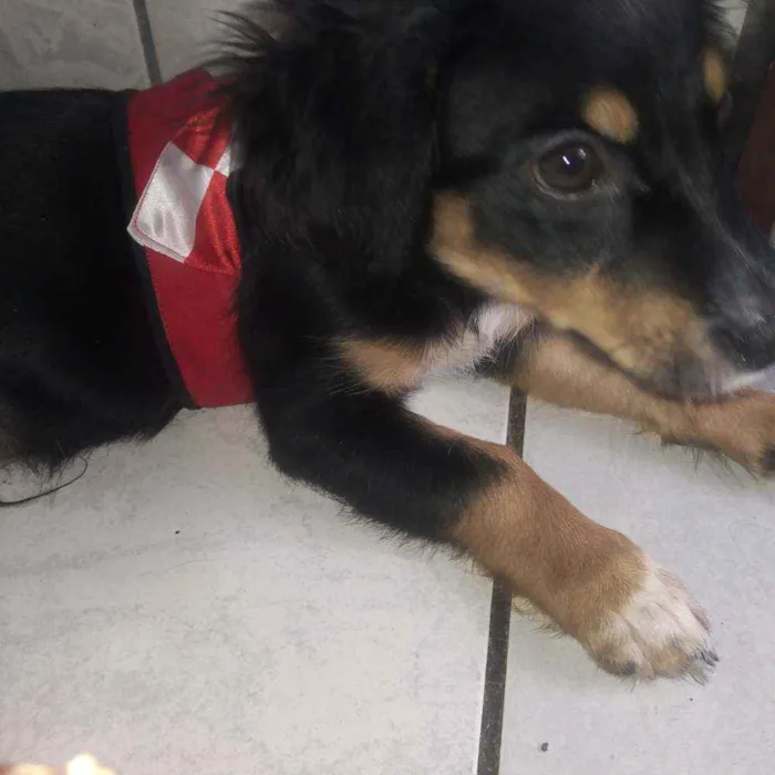 Cachorro ra a Mistura de poodle com salsicha idade 2 a 6 meses nome Spyk
