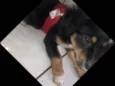 Spyk