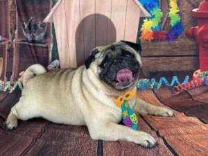 Cachorro raça Pug idade 4 anos nome Bento