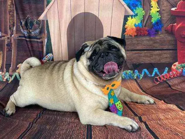 Cachorro ra a Pug idade 4 anos nome Bento
