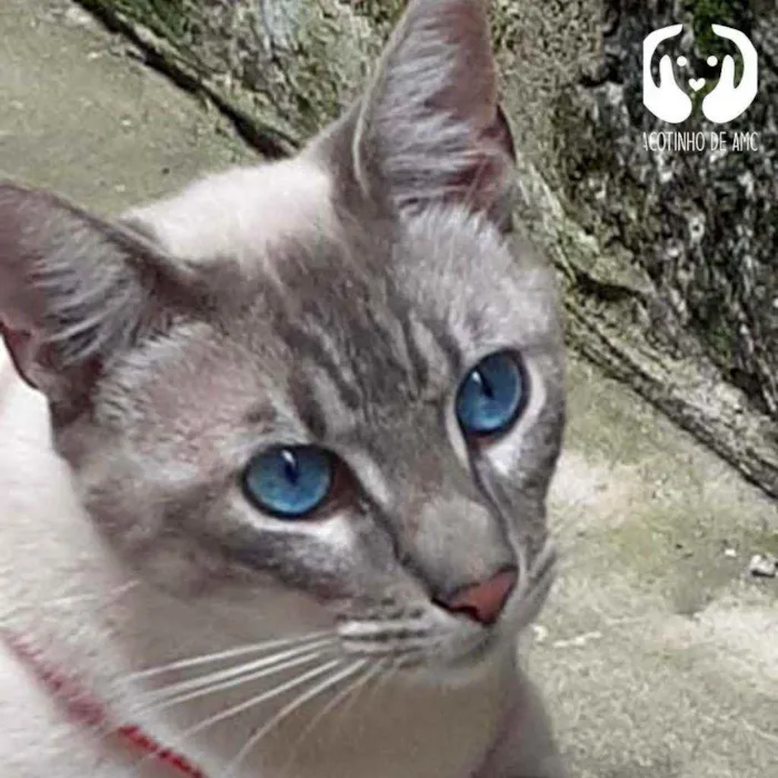 Gato raça Srd idade 7 a 11 meses nome Léo 