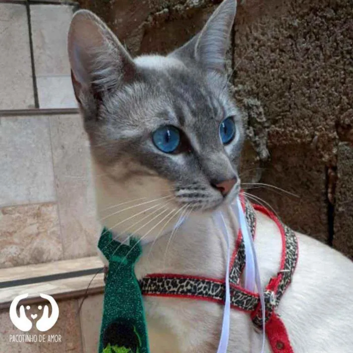 Gato raça Srd idade 7 a 11 meses nome Léo 