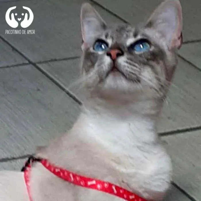 Gato raça Srd idade 7 a 11 meses nome Léo 