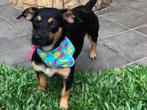 Cachorro raça Srd idade 7 a 11 meses nome Zoe