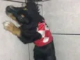 Spyk
