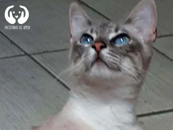 Gato raça Srd idade 7 a 11 meses nome Léo 